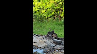 Munchin' Bunny