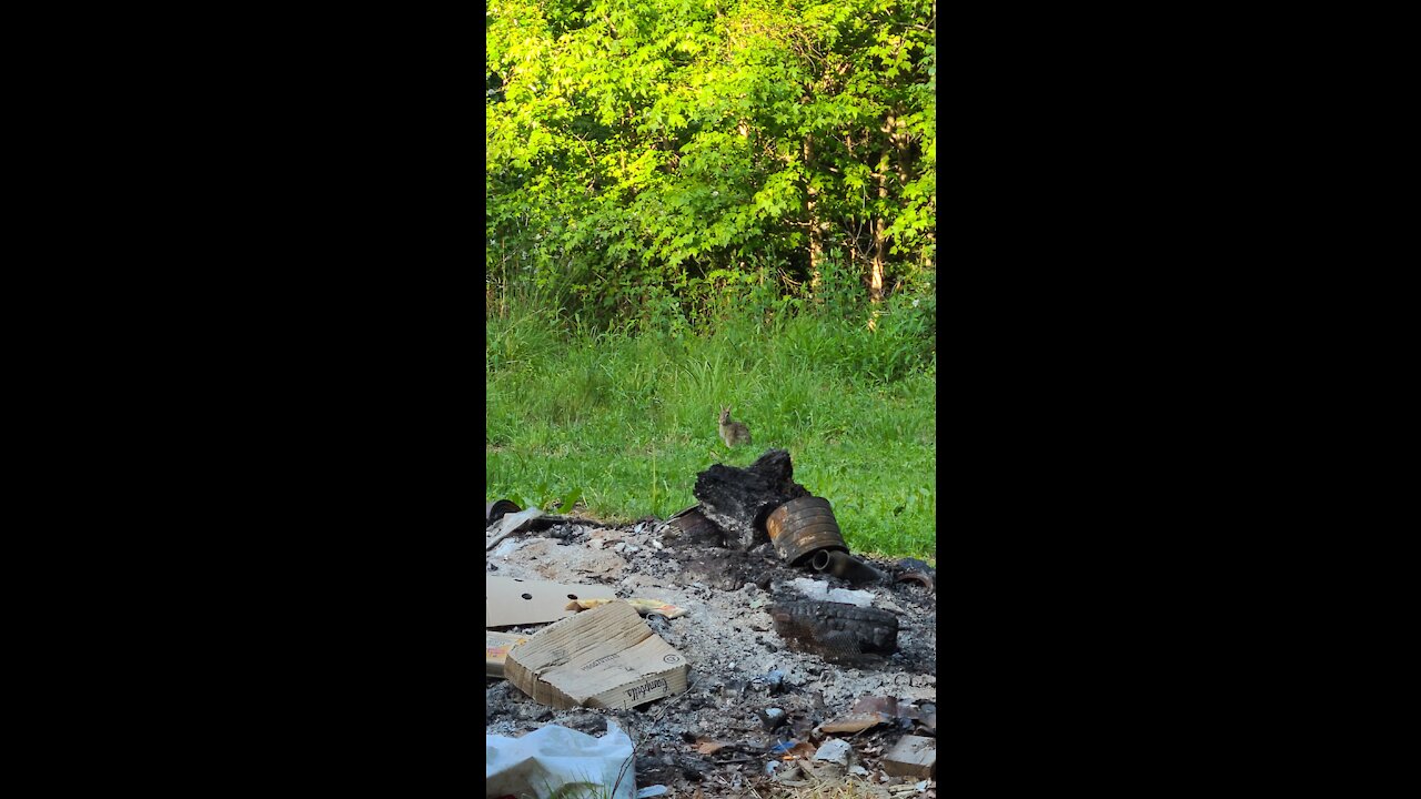 Munchin' Bunny