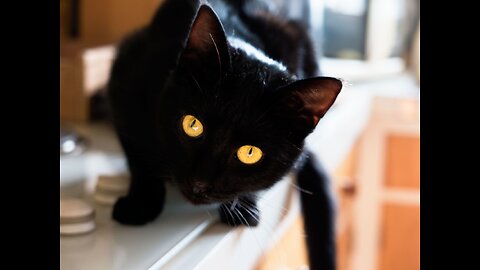 Black cat