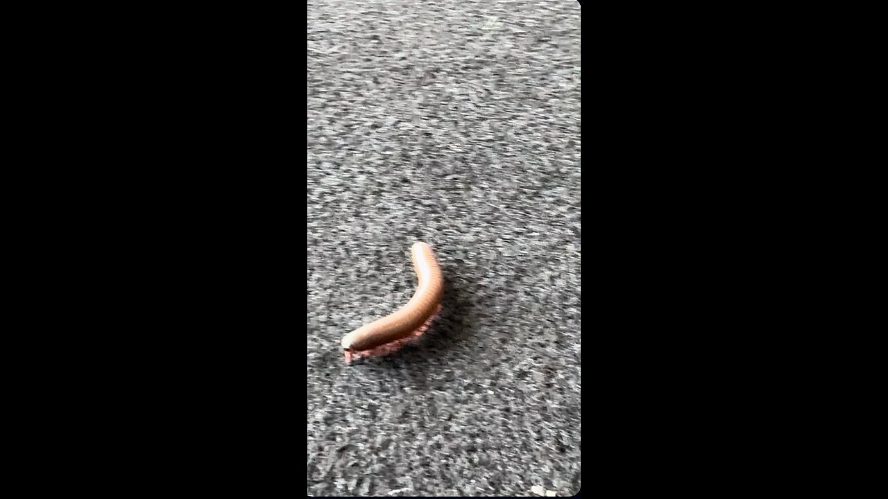 What is this? #creature #bugs #centipede #millipede #support #shortsfeed #viralvideo