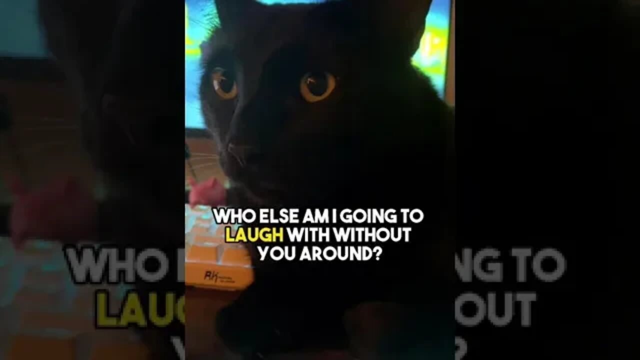 Where you at sissy??? #cat #blackcat #leonthecatdad #relatable #sister #relationship