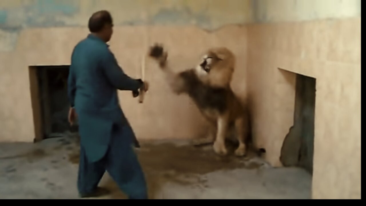 What will you do i you face a lion