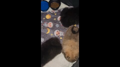 Pomeranian Puppies Ready for Adoption #rumble #puppies #viral