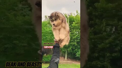 Cute Puppy 🐕 #husky #cute #dog #shorts #love