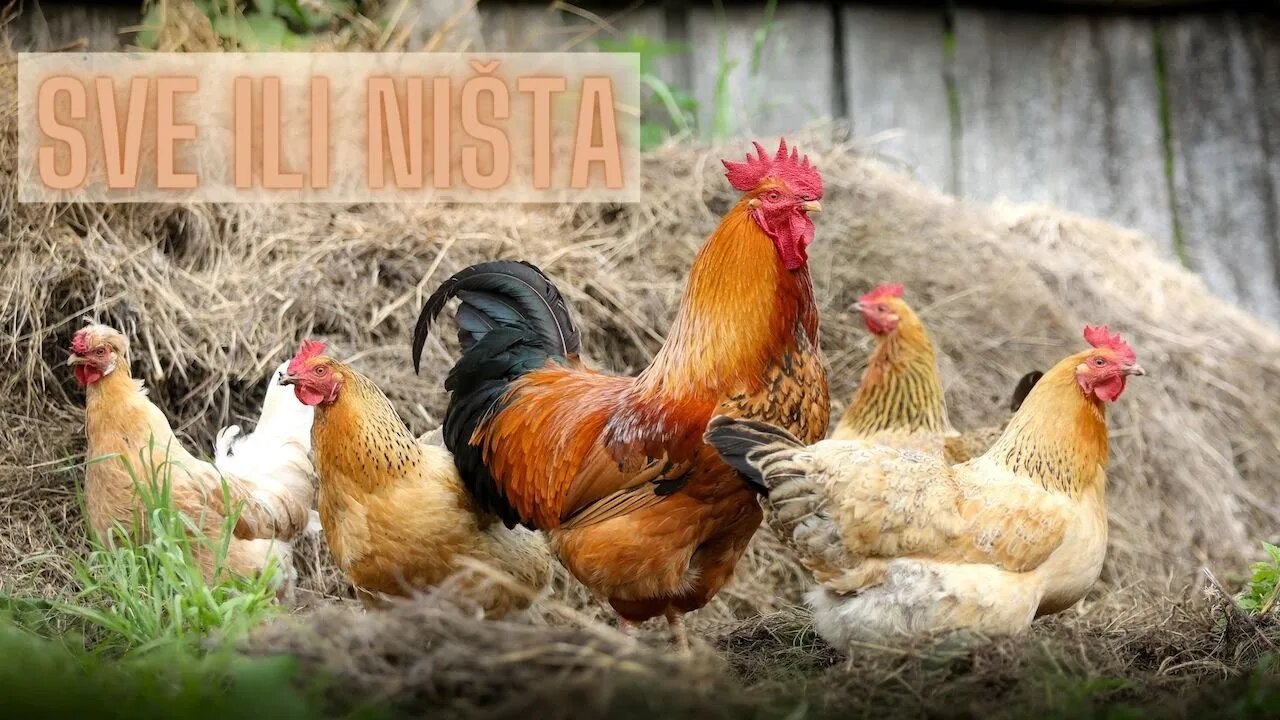 Celibat i mnogoženstvo