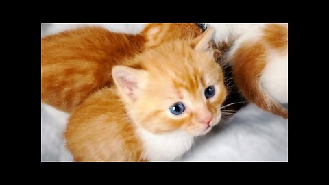 Funniest Dogs And Cats Videos