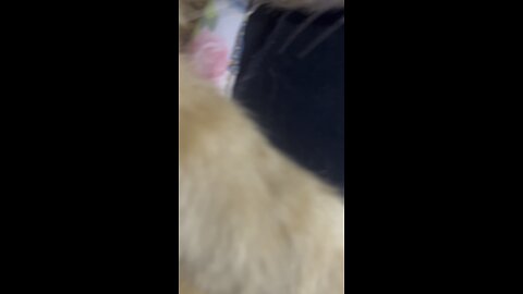 #catlove