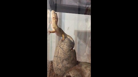 Leopard gecko climbs