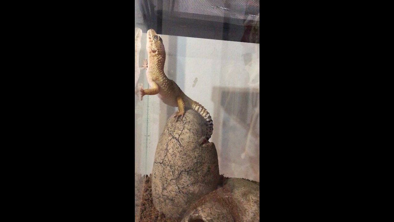 Leopard gecko climbs