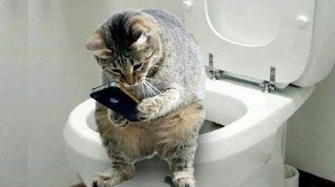 Funny And Cute Cat'S Life