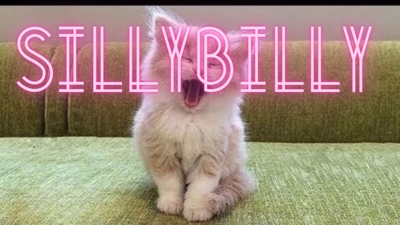 Baby Pets 💗 Cute & Funny Animals Video Compilation 💗 sillybilly
