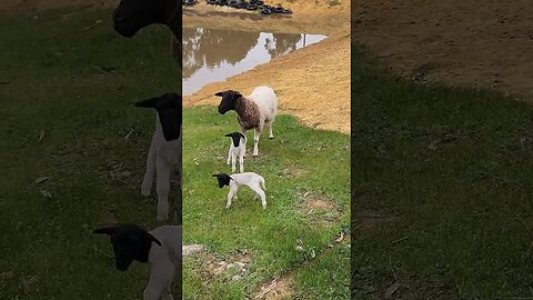 Twin Boys, One Is Struggling will Need Help! #farmlife #lambs