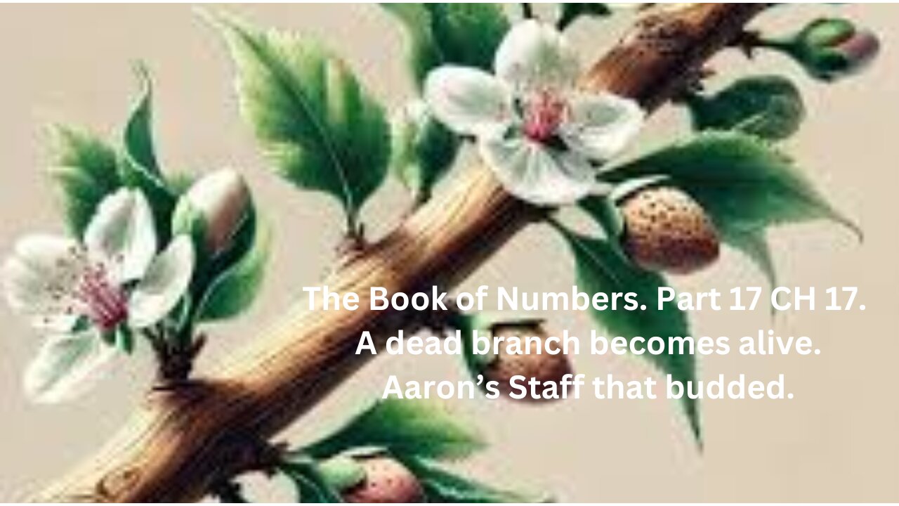 The Book of Numbers. Part 17 CH 17. Aaron’s Staff that budded and produced almonds.