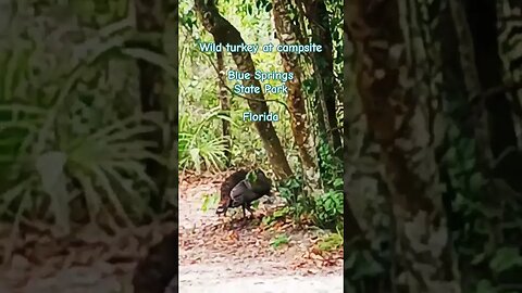 #wildturkey #floridawildlife #camping #carcamping #livinginmycar #mobiledweller #outlawlife #hobo
