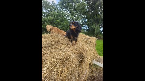 Cutie Cavaliers