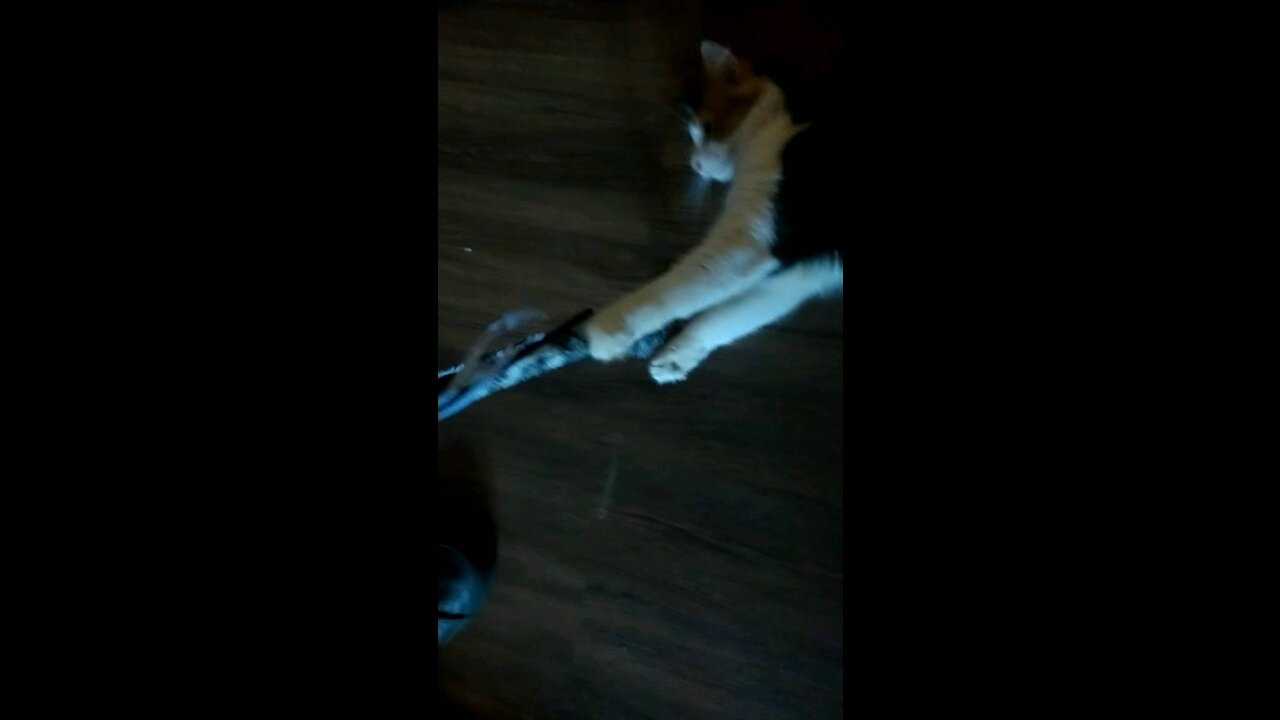 Noodle the ferret playing