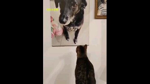 Cat*and*dog*love💞cat*is missing*from*the*heart💞😍