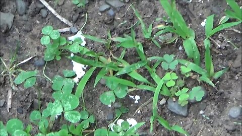 So Much Rain Plants Are Moldy And Fungrus Growing On The Ground