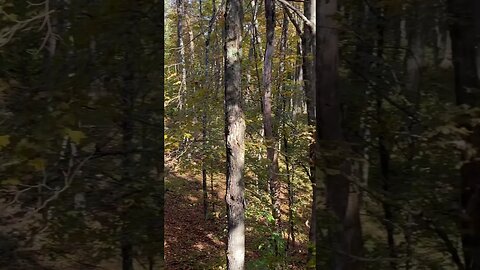 Archery opener #bowhunting #archery #hunting #upstateny
