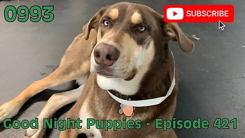 [0993] GOOD NIGHT PUPPIES - EPISODE 421 [#dogs #doggos #doggos #puppies #dogdaycare]