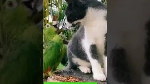 Cat vs Parrot #shorts