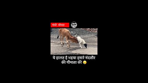 cow and Dog 🐕