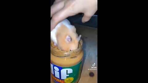 Try not laugh