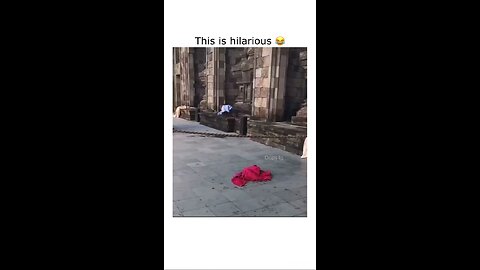 funny video