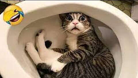 Funny animals - Funny cats / dogs - #Shorts