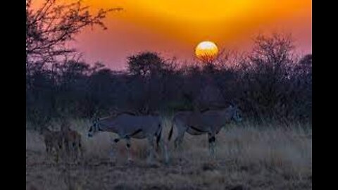 Ethiopian Wildlife-Awash National Park Documentary