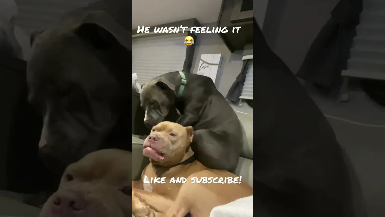 Ear cleaning time😂 #shorts #funny #cute #pitbull #viral