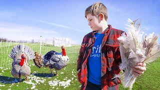 What Killed our Turkey?