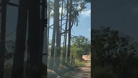 Gratidão a Deus sempre!🙏#shorts