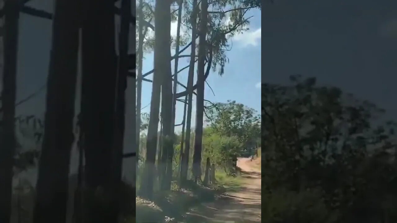 Gratidão a Deus sempre!🙏#shorts