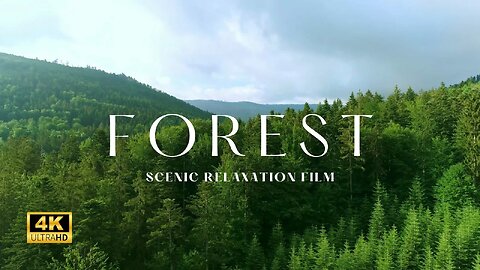 Your One Way Trip To The JUNGLE || Relaxing Forest Symphonies
