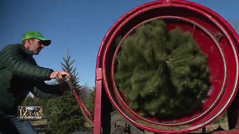 Luxemburg Christmas tree farm helps create family memories