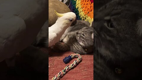 I’d Peaches a bully? #cutepets #shorts #parrot #cockatoo #cat #fyp