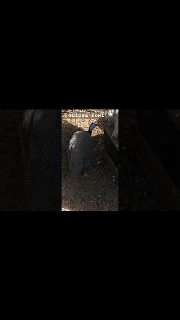 Guinea fowl