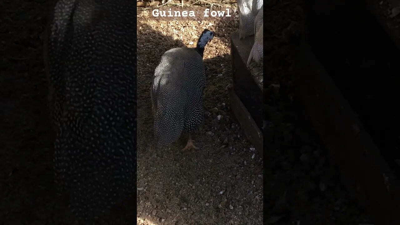 Guinea fowl