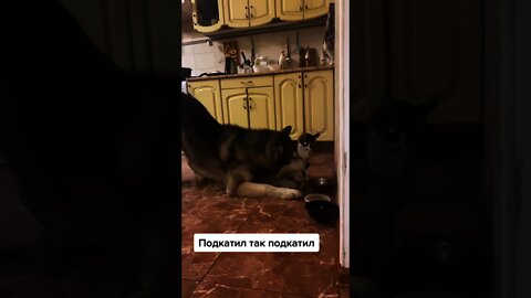 #shorts Смешные животные из Тик Ток 110 Funny animals from Tik Tok
