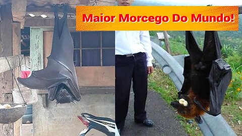 Maior Morcego Do Mundo