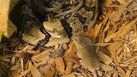 I Fed Angry Rattlesnakes and Lived to Regret It