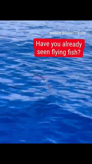 Have you already seen flying fish? #fishing #fish