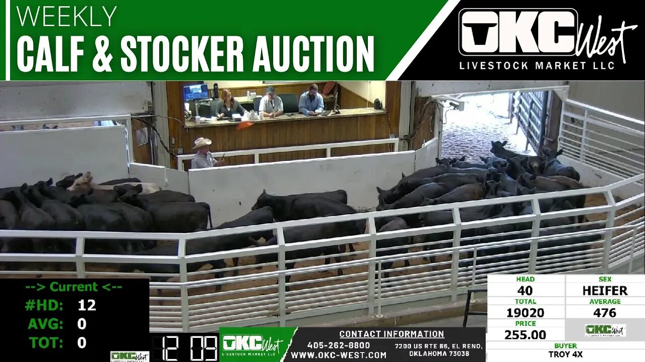9/5/2023 - OKC West Calf and Stocker Auction