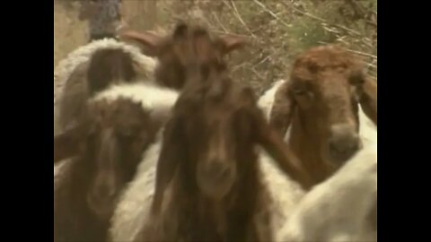 Father take this sheep - Music by Zola Levitt