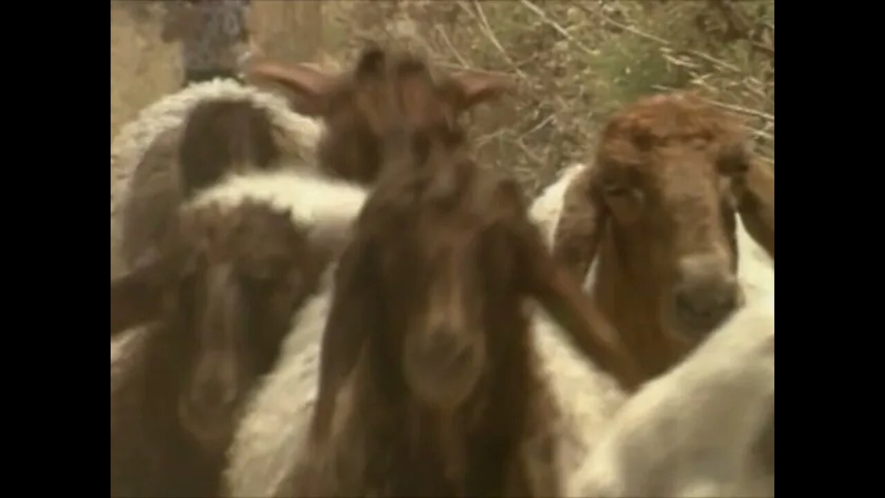 Father take this sheep - Music by Zola Levitt