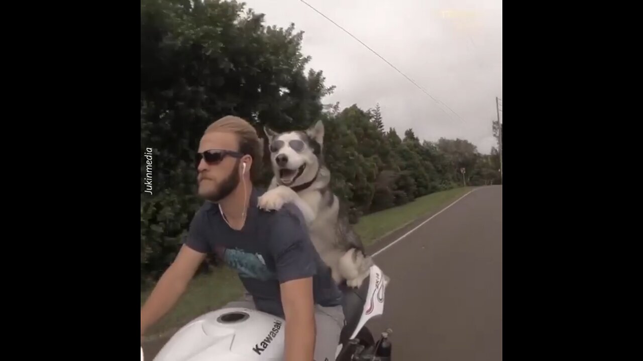 Dog on a motorcycle