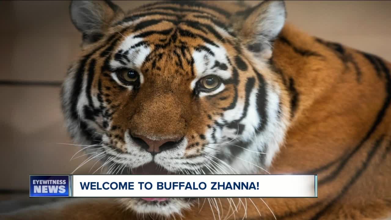 New endangered tiger arrives at the Buffalo Zoo
