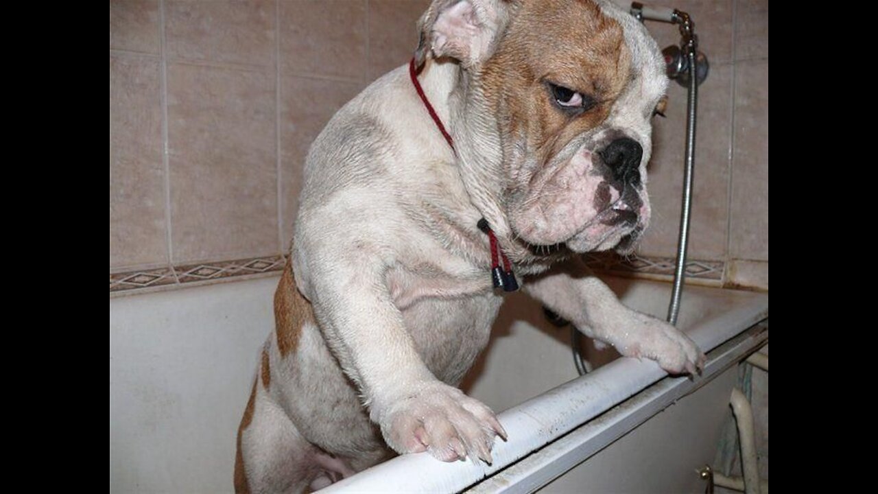 Angry Pets Funny Angry Pets of The Week