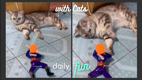 How cute cat play with baby toy - Funny Animal